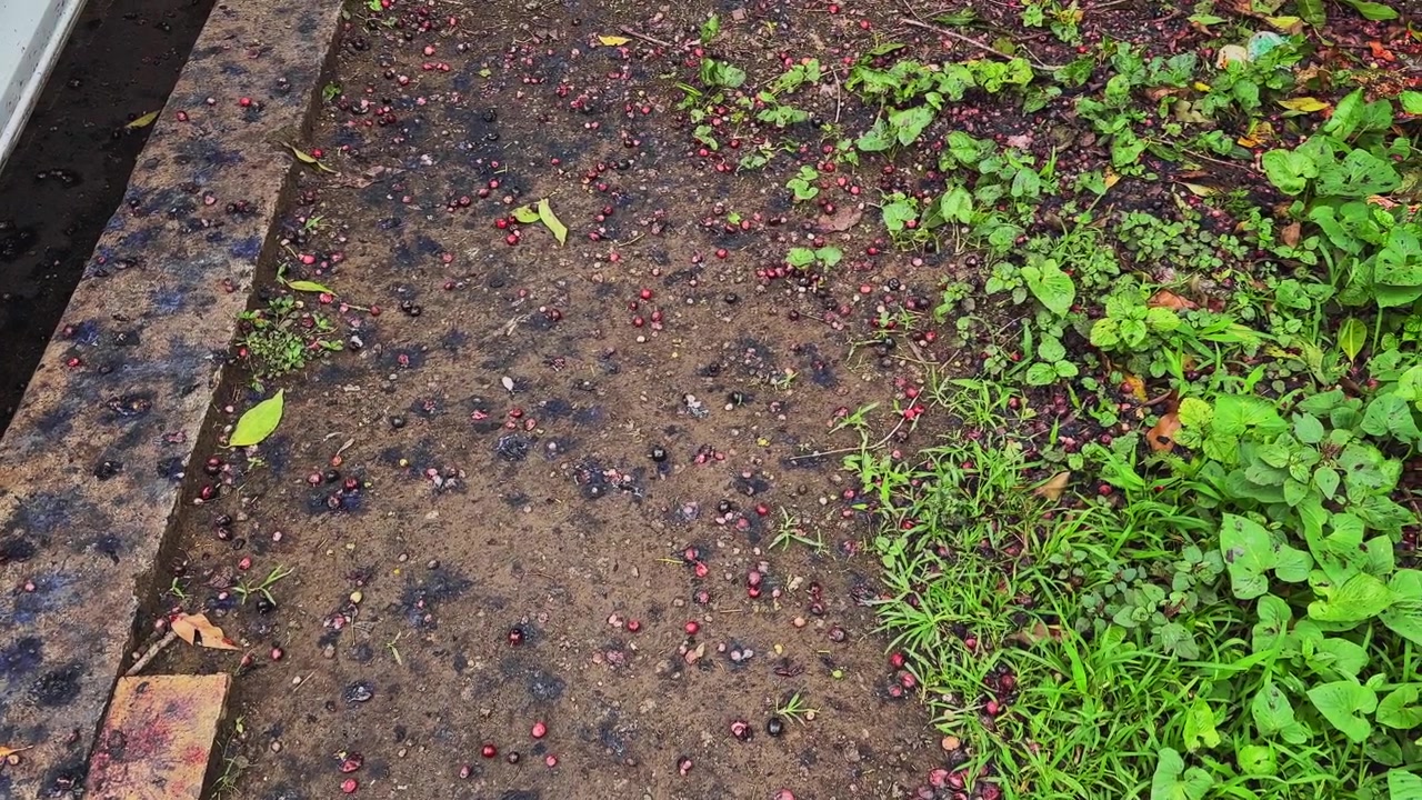 Carrellata che si muove attraverso frutti di Jamun caduti sparsi su terreno bagnato sotto un albero di Jamun, evidenziando la caduta stagionale dei frutti e le texture naturali all'aperto