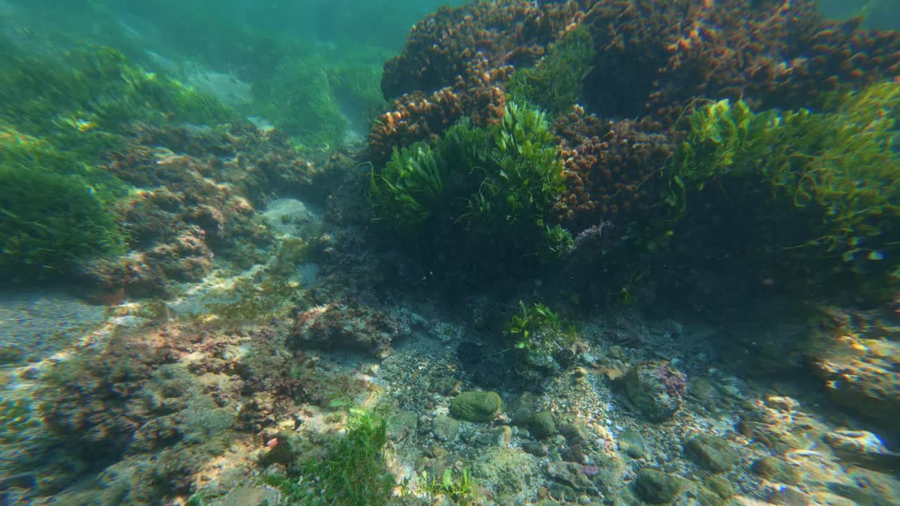 Tropical reef fish swimming over seagrass in clear waters of Tenacatita, Mexico