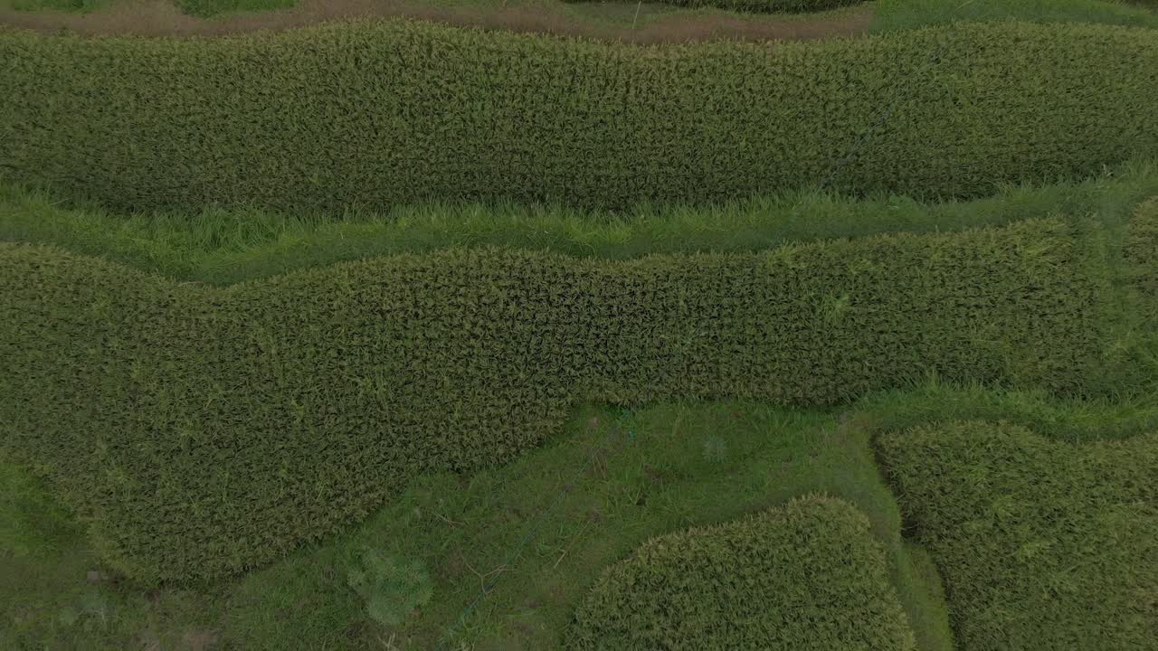 campos de arroz hd-4k-bali-2018