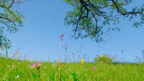 vibrant meadow underneath trees on a sunny day