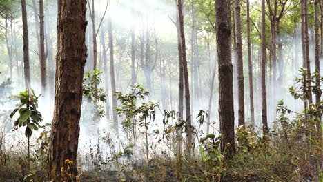 Tiro-Estático-De-Humo-En-El-Bosque-Proveniente-Del-Brote-De-Incendio