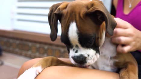 hand-held shot of a young boxer puppy sitting on its owner's legs licking them