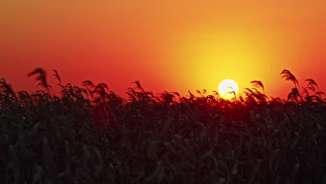 puesta de sol sobre un campo de maíz