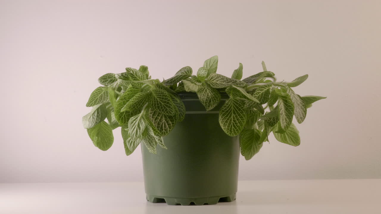 la pequeña olla de la planta herbaria de orégano revivió su frescura al aire libre en una habitación - primer plano