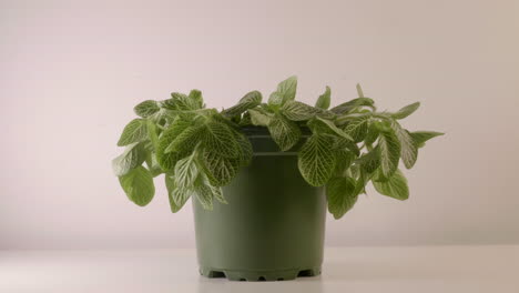 the small pot of oregano herbal plant revived its freshness through an open air in a room - close up shot