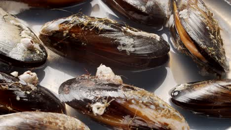 Cooking-mussels-in-boiling-water