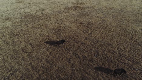 cinematic drone shot of large cow in a dry grass field