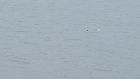 a fishing bobber floating on the calm lake. wide shot