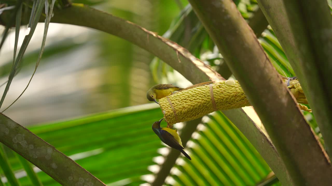 un par de pájaros de sol de garganta marrón macho y hembra están bebiendo agua azucarada de las flores de coco