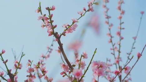 flores rosadas en la primavera