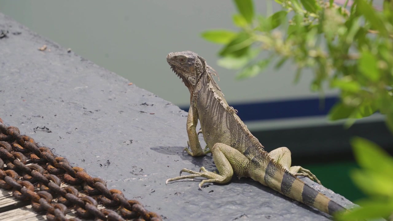 Primo piano di un'iguana che cammina lentamente sotto il sole