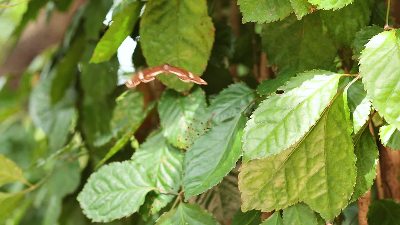 mariposa descansando en las hojas, luego volando lejos