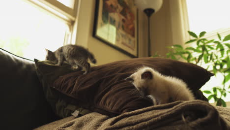 curious tabby and siamese kittens climbing on a couch, medium shot