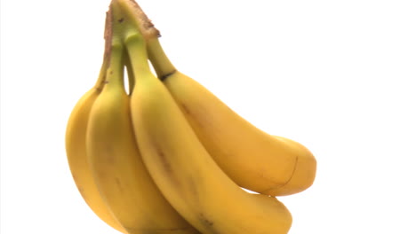 Bananenstaude