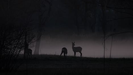 several deer stand in the darkness before sunrise. in the background, mist and fog rise. there's a mystical atmosphere this morning. it's spring and the animals are cute.