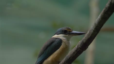 Australian-Kingfisher-Sitting-On-A-Twig-In-The-Forest-In-Gold-Coast,-QLD,-Australia---close-up