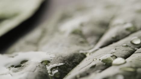 micro video of close up of leaves and water drops with copy space