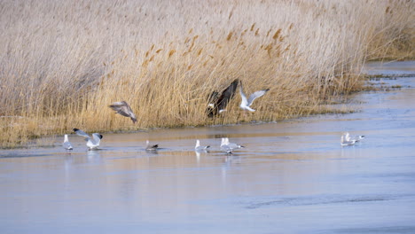 bald eagles fight on the side of the river bank