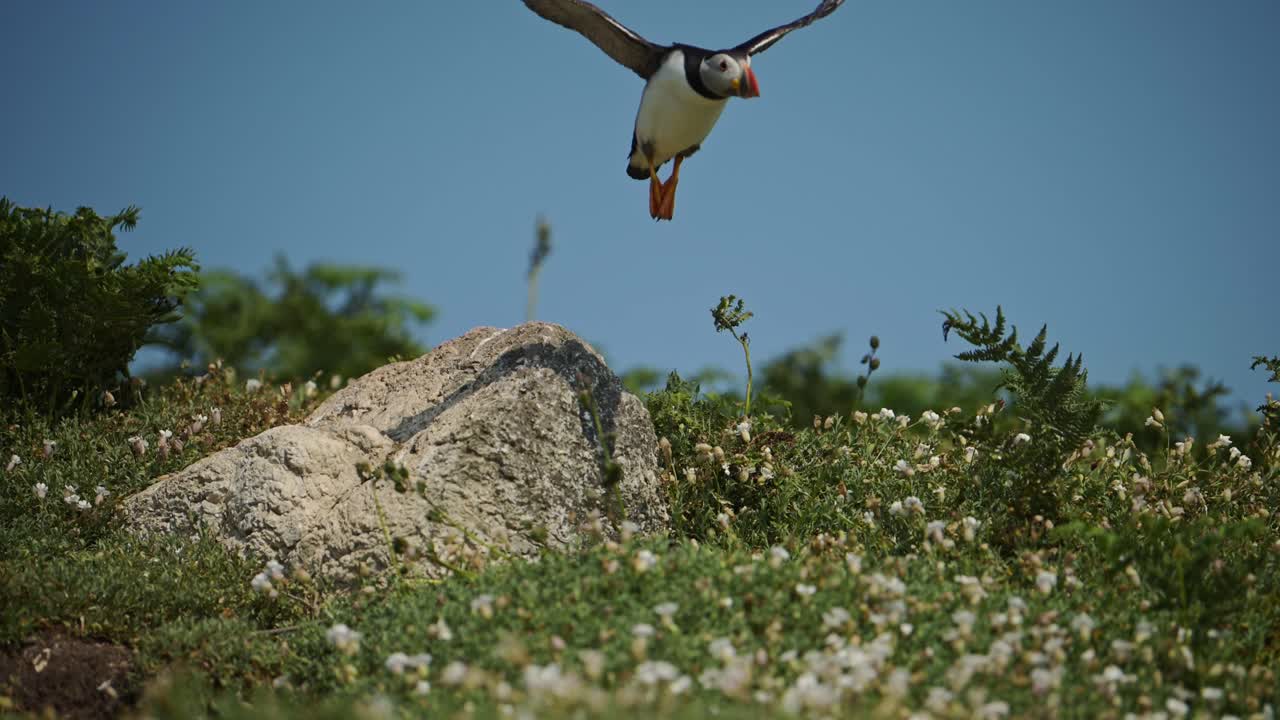 el papagaio atlántico despegando de las rocas en la isla de skomer, cámara lenta papagajos atlánticos en vuelo en la isla skomer, reino unido aves y vida silvestre