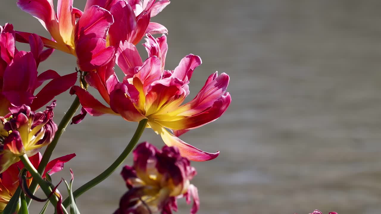 Close-up of vivid pink and yellow flowers with a gentle water backdrop.