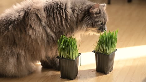 fluffly grey cat sniffing and licking fresh catnip at home