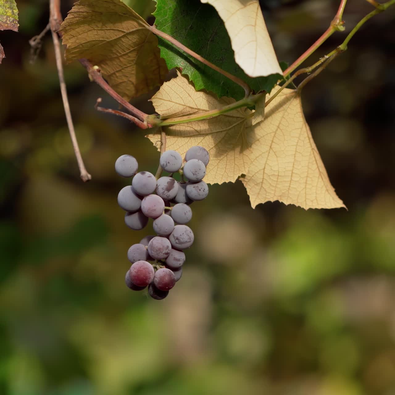 Bunch of fresh grapes on vine tree. Woman plucks grapes in the vineyard in autumn. Juicy purple fruit hanging on a branch. Close-up.