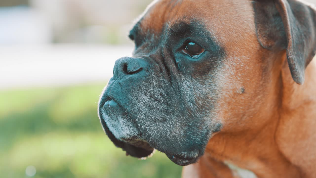 Boxer dog observing surroundings in nature