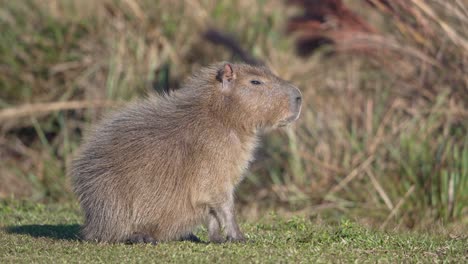 capybara profile side view facing forward through dry grassy field, staring slowly in warm open light, static