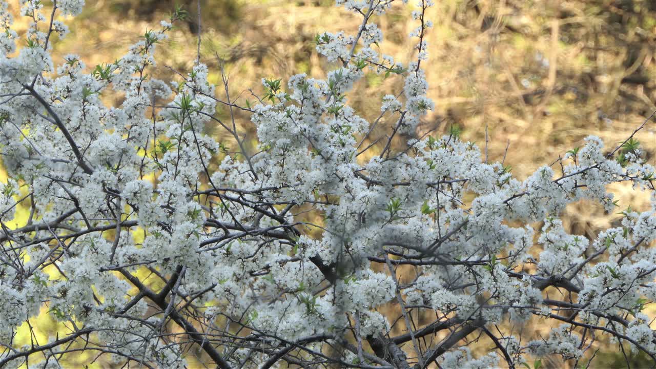Canada warbler bird wandering on floral tree branches in a forest, wildlife static shot