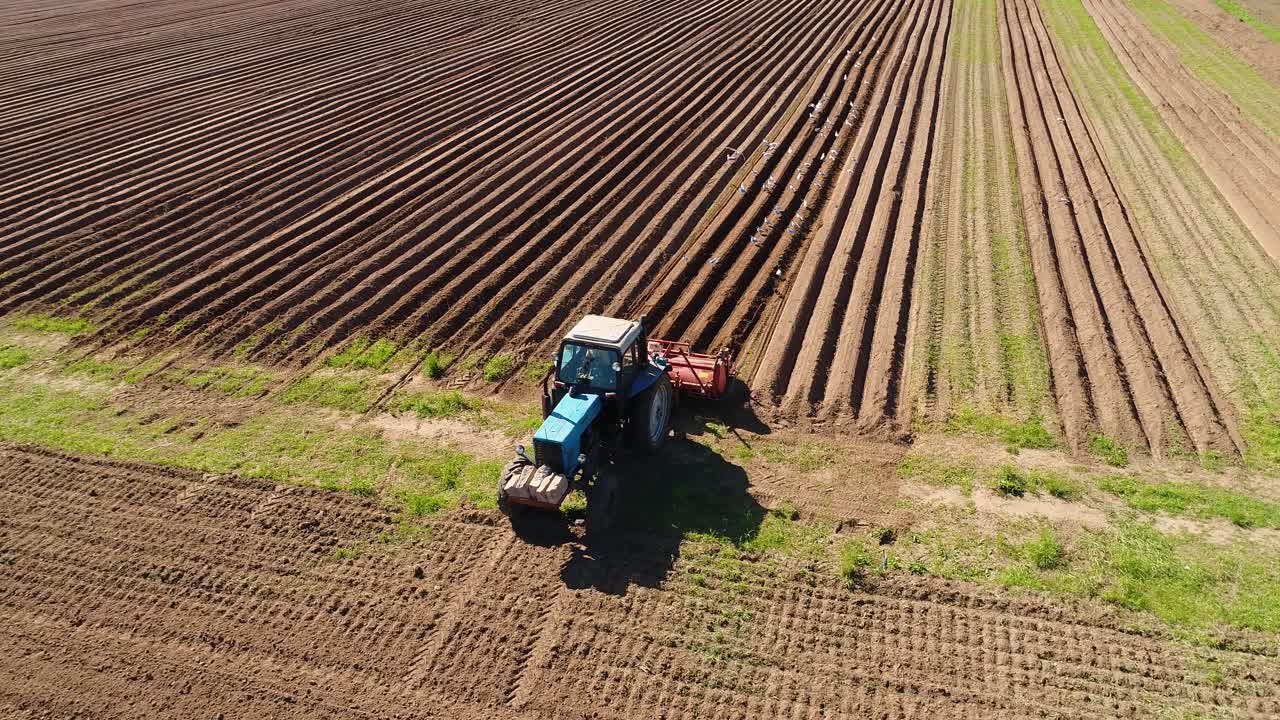 los pájaros hambrientos están volando detrás del tractor, y comen grano de la tierra cultivable.