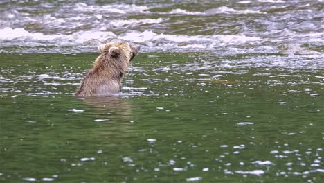 Braunbär-Schnorcheln-Nach-Lachs-Am-Pavlof-River,-Der-In-Die-Süßwasserbucht-Im-Hafen-Von-Pavlof-Auf-Der-Insel-Baranof-Im-Südosten-Von-Alaska-Fließt