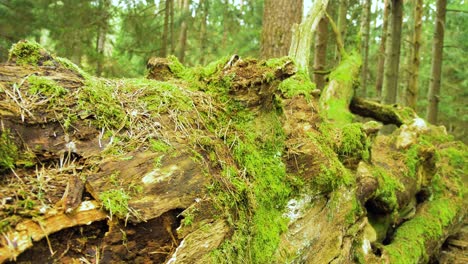 toma de establecimiento de los restos de un gran roble viejo tendido en el suelo en el bosque cubierto de musgo, día soleado de primavera, ubicación remota intacta, tiro de mano de primer plano medio moviéndose hacia atrás