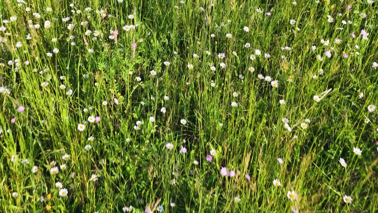 Wildflowers and Green Grass Swaying in a Summer Meadow