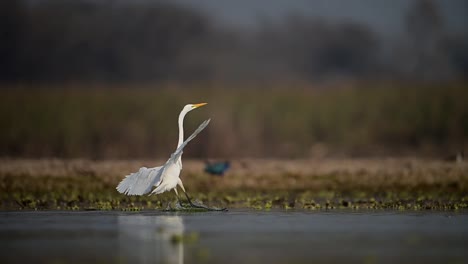 the great egret flying in lake