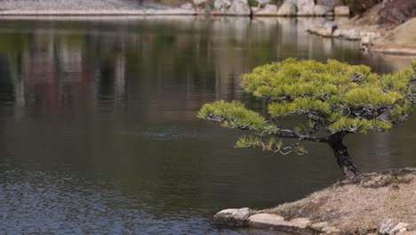 serene bonsai tree reflected in calm water