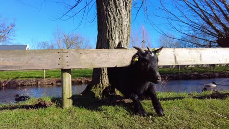 Schwarze-Ziege-Geht-Unter-Holzzaun-Im-Tierpark