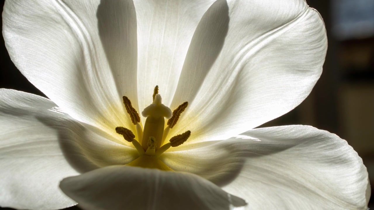 Retroilluminazione mutevole che rivela un singolo tulipano bianco alla finestra, mostrando petali venati e centro giallo