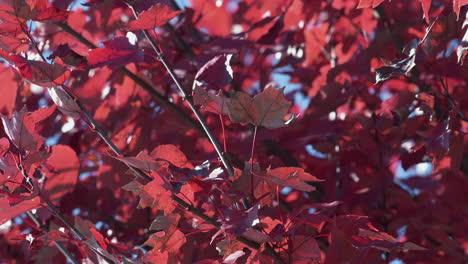 fondo de hojas rojas brillantes de debajo de las ramas de los árboles