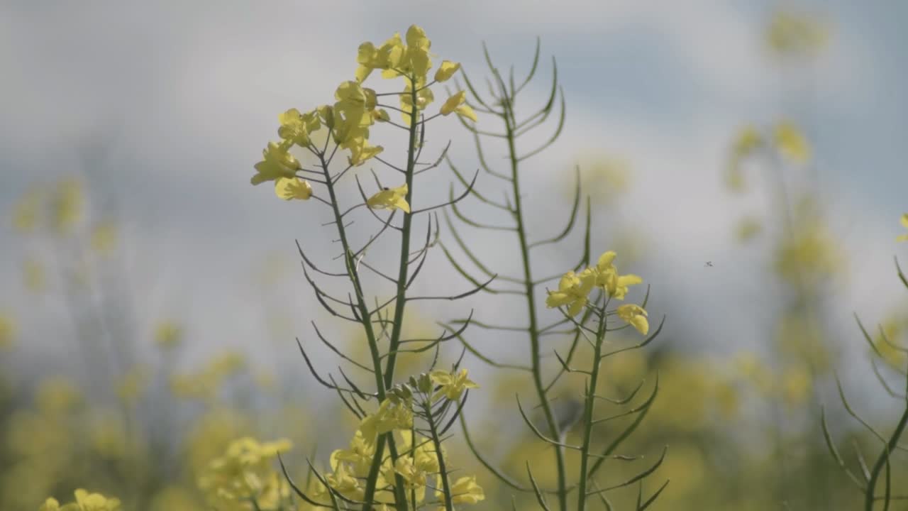 푸른 하늘을 배경으로 바람에 날리는 꽃 속의 유채