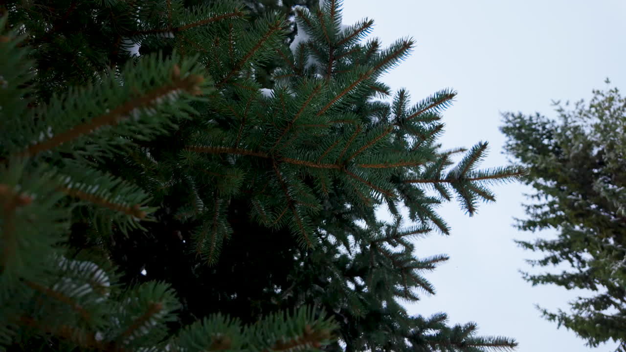 바늘 모양의 잎과 눈 어리가 있는 초록색 소나무 가지의 클로즈업, 자연에서 조용한 겨울 장면을 포착합니다.