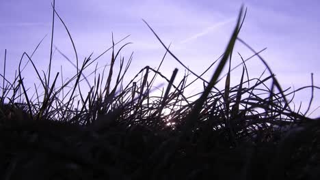 close up of cold autumn sun light shining through wild grass field