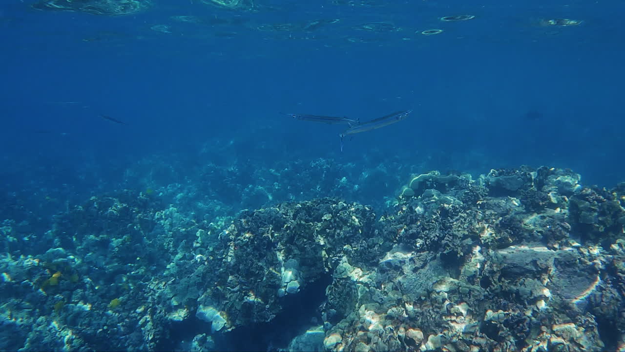 은색 트럼펫피쉬, 모양이 길고 반짝이는 비늘