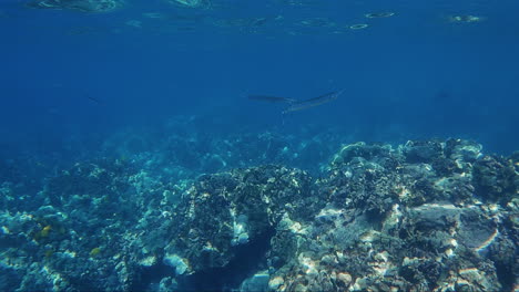 Silver-Trumpetfish,-long-in-shape-and-shiny-scales