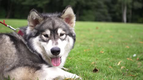 alaskan long haired in the park looks into camera medium shot