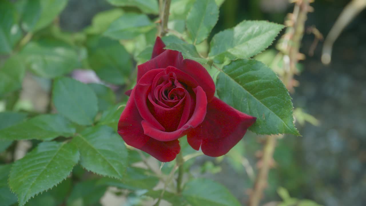 Rød rose i et hav af grønt med stilfuld kamerabevægelse.
