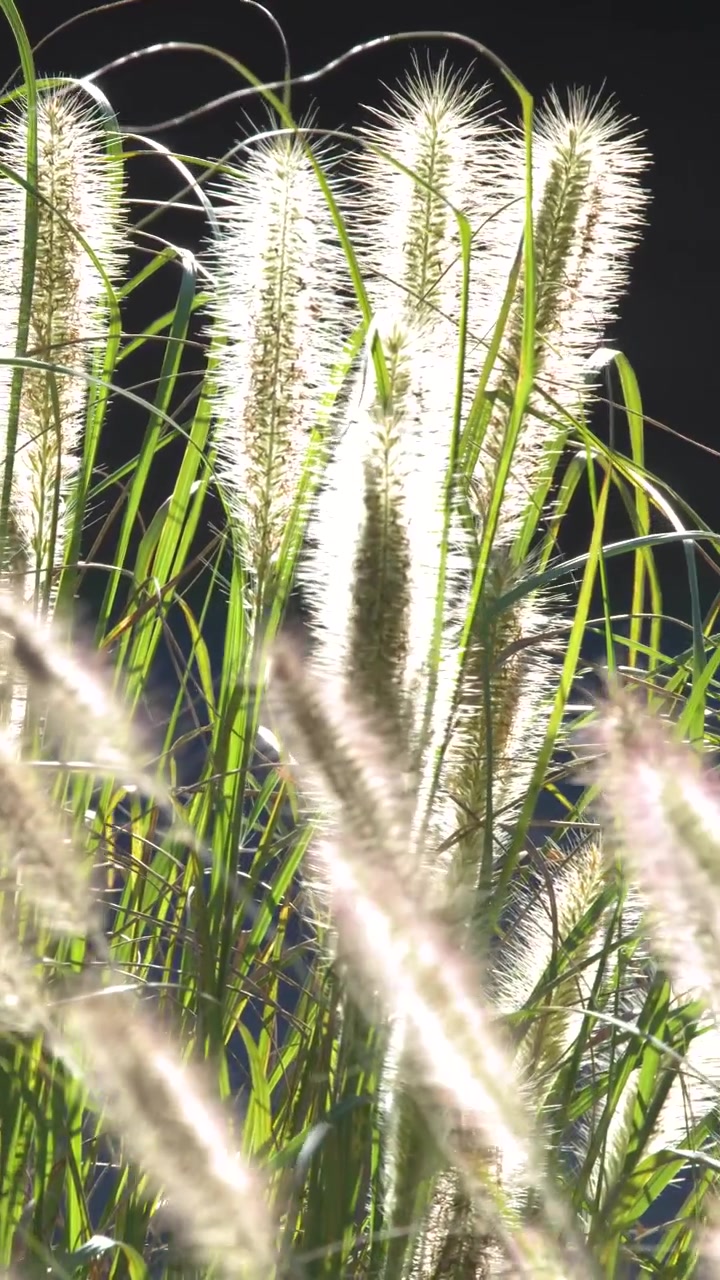 La luce solare dorata illumina soffici spighe di Pennisetum che ondeggiano dolcemente su uno sfondo scuro