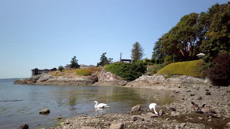 couple of swan eating with ducks in pacific ocean during summer in canada