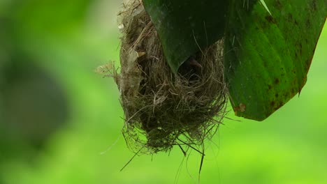 hanging nest, little spiderhunter, cleverly suspended from a large green leaf, possibly a banana leaf