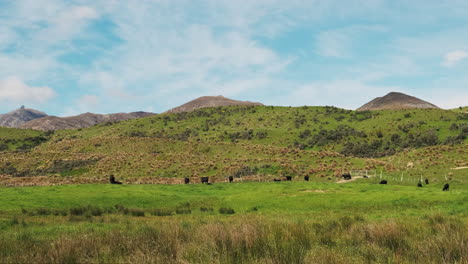 Rinder-Weiden-An-Einem-Strahlend-Sonnigen-Tag-Auf-Der-Grünen-Weide,-Sanfte-Hügel,-Berge-Und-Strahlend-Blauer-Himmel-Mit-Spärlichen-Wolken