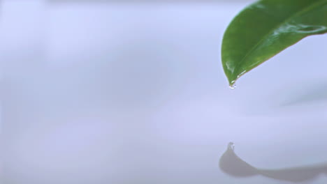 droplet falls off tip of a leaf in super slow motion